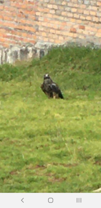 El águila Verónica posa junto al Cementerio de la parroquia Tarqui.(Cortesía)