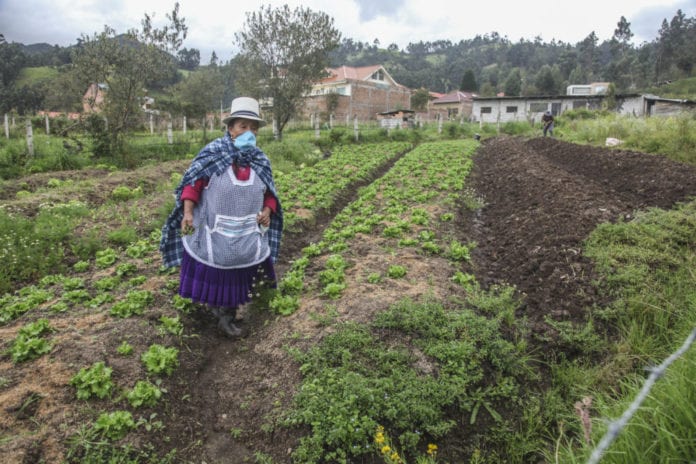 agricultura-san-joaquin-justina-auquilla- 1-7A 4 coles xca
