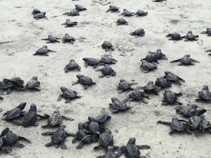 Nacen 78 tortugas golfinas en una playa del norte de Ecuador
