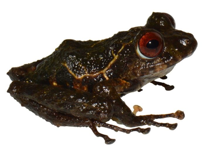 Nueva especie de rana descrita en Ecuador nombrada en honor a Led Zeppelin