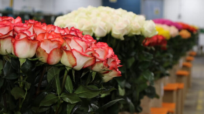 FLORICOLA