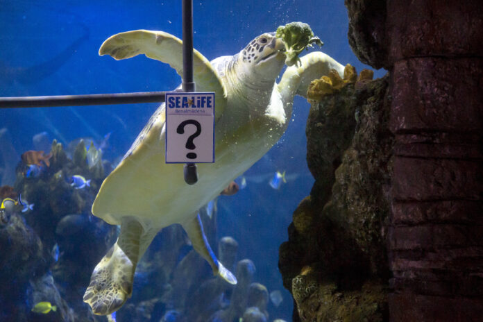 La tortuga Yellow predice que Liverpool ganará la Champions League