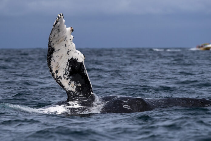 Las ballenas jorobadas llegan al mar ecuatorial por amor y por sus crías