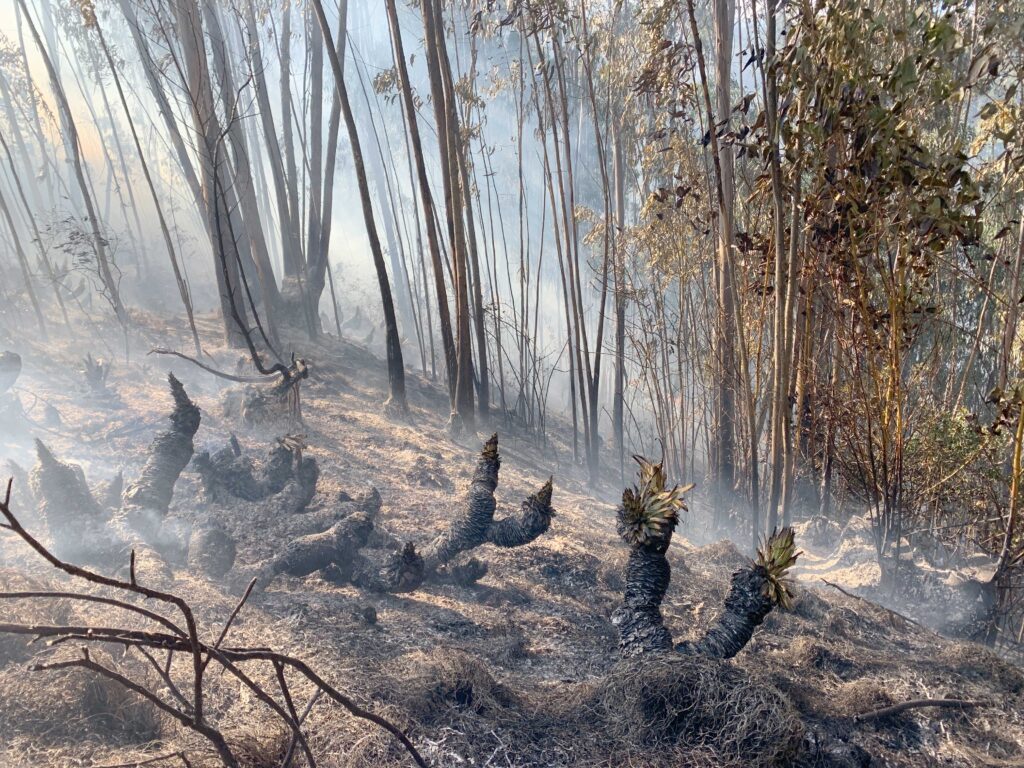 Las Secuelas Que Dejan Los Incendios Forestales En áreas Naturales De ...