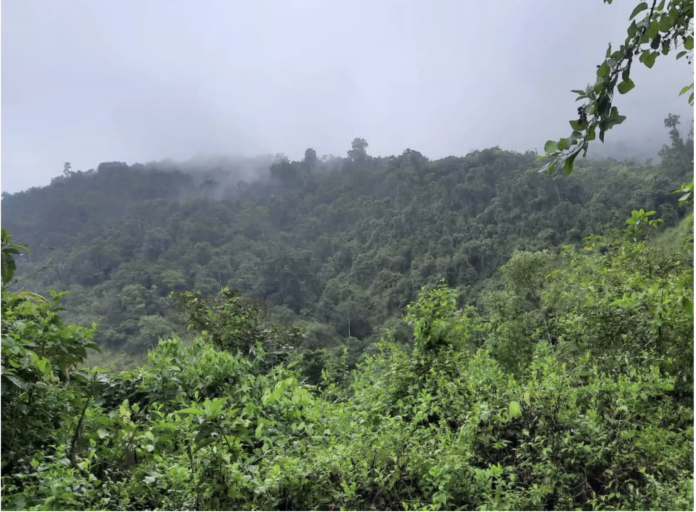 Bosque seco Santa Elena