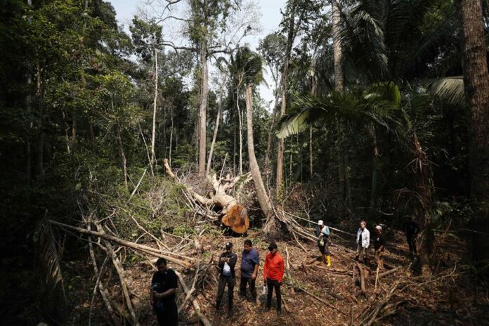 bosque amazonia