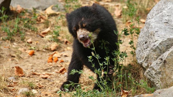 oso
