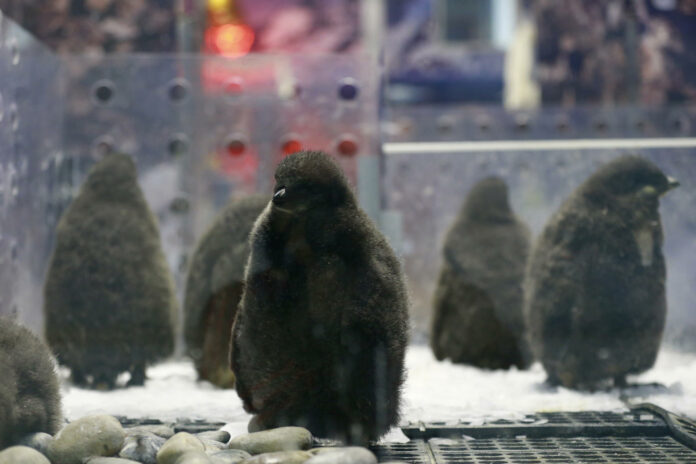 Zoológico en oeste de México cría