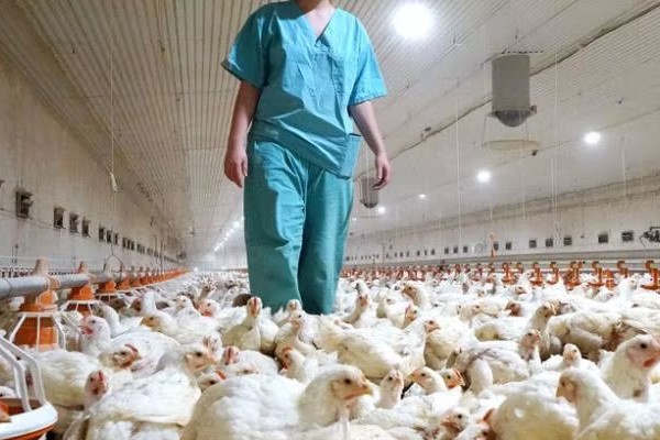 Chile pide extremar precauciones en la avicultura para frenar la gripe aviar
