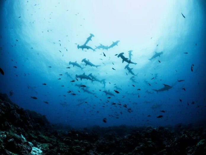 galapagos