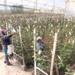 Plantaciones de flores Azuay