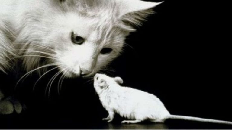 Los gatos tienen un parásito que reduce el miedo y la ansiedad en ratones