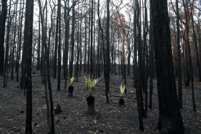 Ecuador registró 1.406 incendios forestales de enero a julio