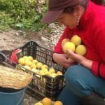 La agricultora Narcisa Escandón cosechaba ayer los primeros duraznos y reinaclaudias del año, en su huerto en la comunidad Padrehurco.(AZD)