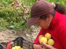 La agricultora Narcisa Escandón cosechaba ayer los primeros duraznos y reinaclaudias del año, en su huerto en la comunidad Padrehurco.(AZD)