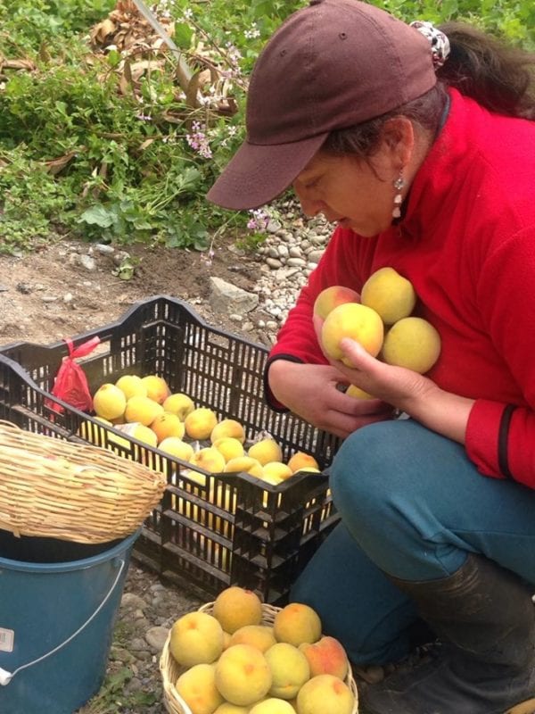 La agricultora Narcisa Escandón cosechaba ayer los primeros duraznos y reinaclaudias del año, en su huerto en la comunidad Padrehurco.(AZD)