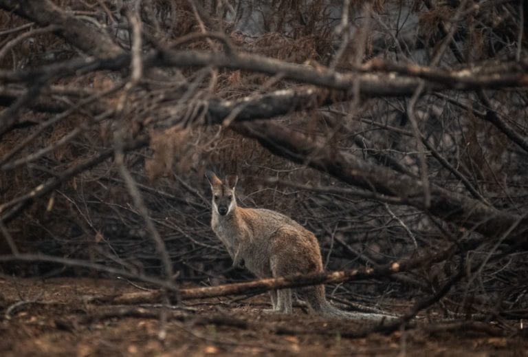 Incendios en Australia amenazan el futuro de 327 especies de animales y plantas