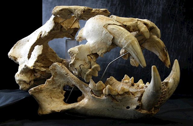 León del Paleolítico hallado en España era más robusto que los actuales