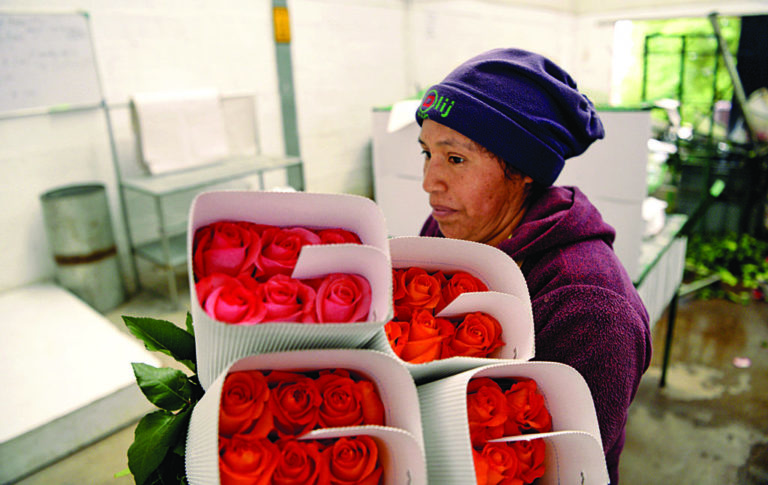 Ecuador vende 1000 toneladas más de flores pero a menor precio