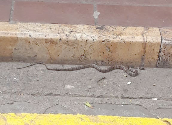 En parque Calderón encuentran serpiente en peligro de extinción