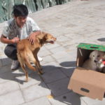 Jean Carlos Guanuche, de Narancay, dijo que sus dos perritas las encontró en la calle recién nacidas y que esterilizarlas ayudará para darles una mejor vida.(AZD)