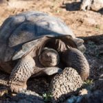 galápagos tortuga