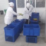 Personal de Agrokawsay selecciona los productos y arma las canastas.(Cortesía)