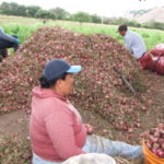 Productos como la cebolla podría malograrse si no existen las facilidades para el traslado hacia los mercados.(AZD)