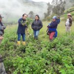 A diario, los técnicos del MAG trabajan junto a los agricultores mejorando terrenos, pastos y dinamizando los cultivos.(Cortesía)