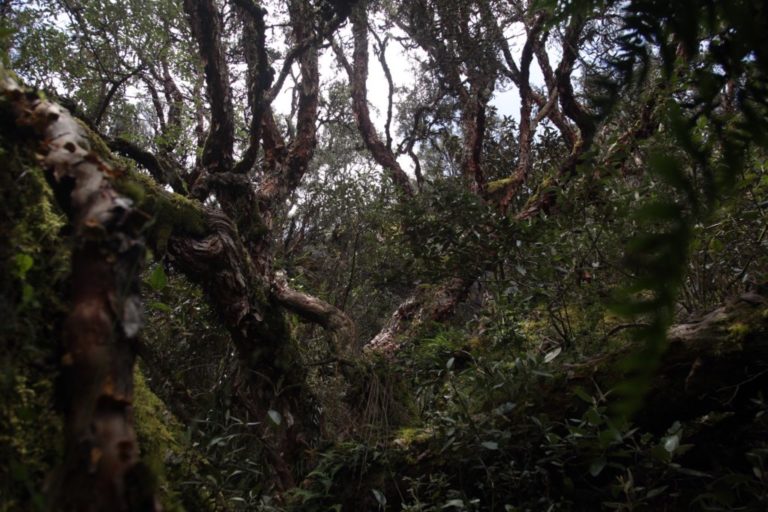 Los bosques andinos son clave para la mitigación del cambio climático
