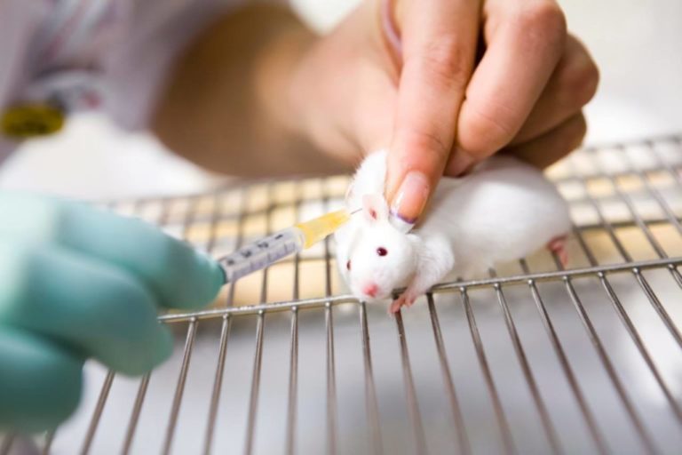 Expertos británicos prueban con éxito en ratones una vacuna contra Covid-19