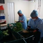 Los productos son frescos y sanos porque los pequeños productores utilizan abono orgánico.(Cortesía)