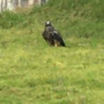 El águila Verónica posa junto al Cementerio de la parroquia Tarqui.(Cortesía)