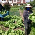 Acopio de verduras que se realizó en parroquias rurales de Cuenca, para donar a Guayaquil.(Cortesía)
