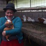 En Bella Unión, de la parroquia Santa Ana, Mariana Loja, exhibe sus cuyes en el criadero de su propiedad.(XCA)