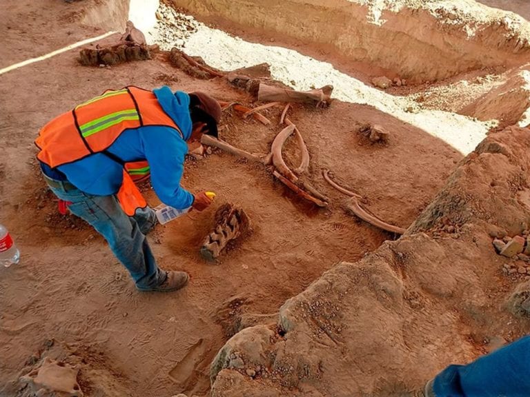 Hallazgo de 60 mamuts en futuro aeropuerto mexicano da pistas de su extinción Eduard Ribas i Admetlla