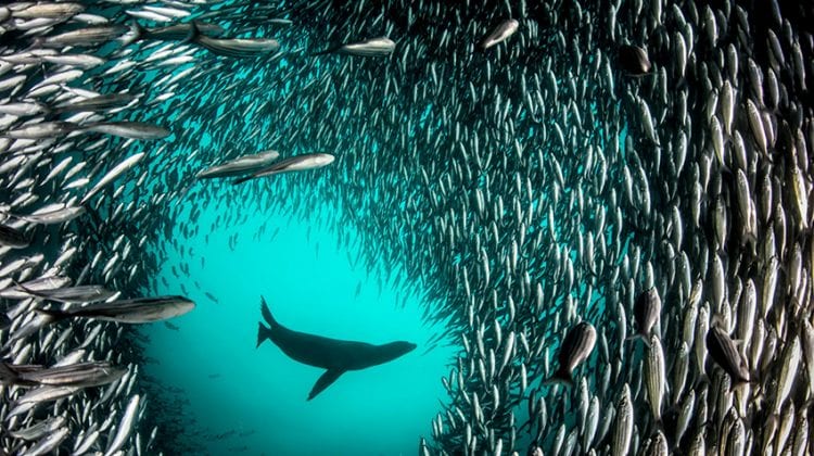 El analísis de ADN medioambiental detecta migraciones de especies marinas