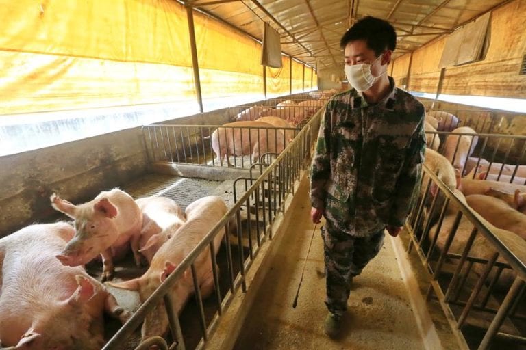 Científicos chinos alertan de gripe porcina que podría trasmitirse a humanos