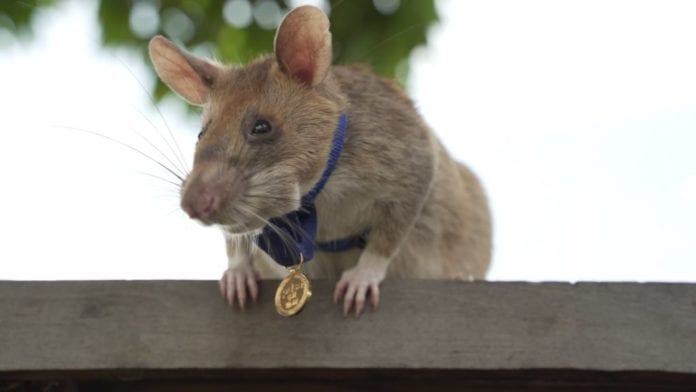 Landmine detecting rat awarded with gold medal