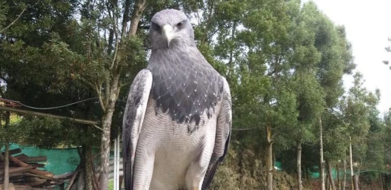 El zoo Yurak Allpa liberará a dos águilas pechinegras