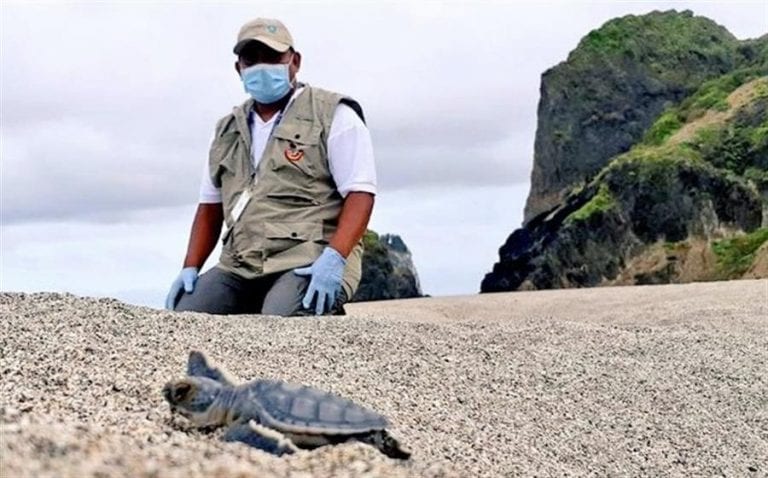 Más de cuatro mil tortugas marinas nacieron en playas del oeste de Ecuador