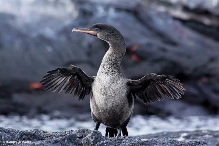 Población de pingüinos y cormoranes alcanza cifra récord en Islas Galápagos