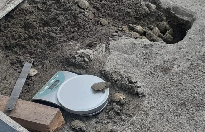 Nacen 77 tortugas charapa en principal parque amazónico de Ecuador