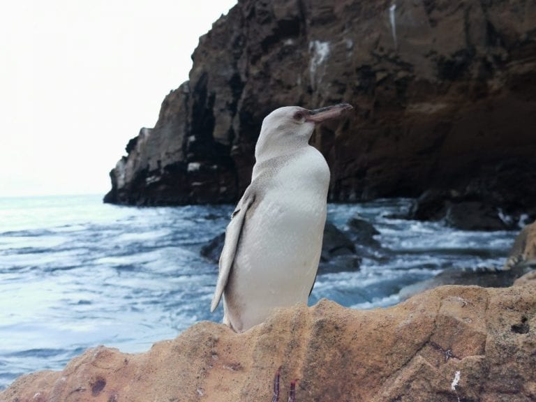 Avistan en Galápagos un pingüino con aparente leucismo│VIDEO