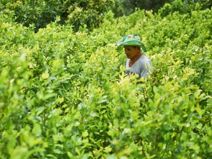 Los cultivos de coca en Perú se expandieron a 54.655 hectáreas en 2019