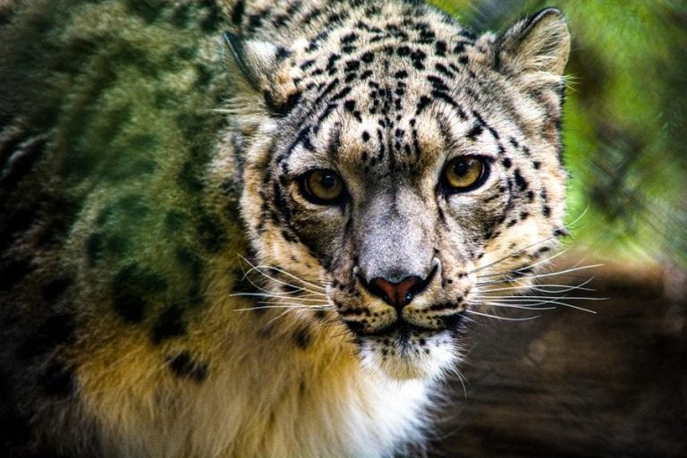 EEUU reporta el primer positivo de covid-19 de un leopardo de las nieves