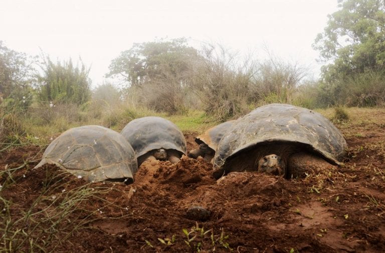 Ecuador censará la población de tortugas gigantes en el volcán Alcedo