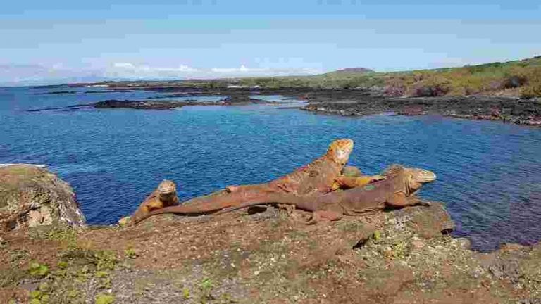 Reintegran a cerca de 500 ejemplares de iguanas extintas en isla de Galápagos