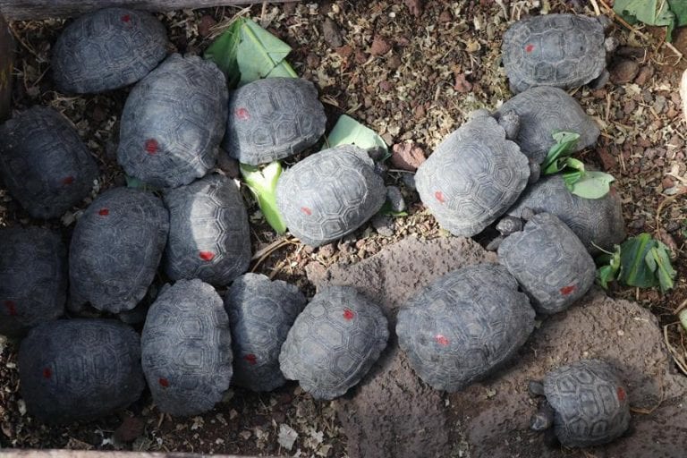 Un policía arrestado por tráfico de 185 tortugas neonatas en Galápagos