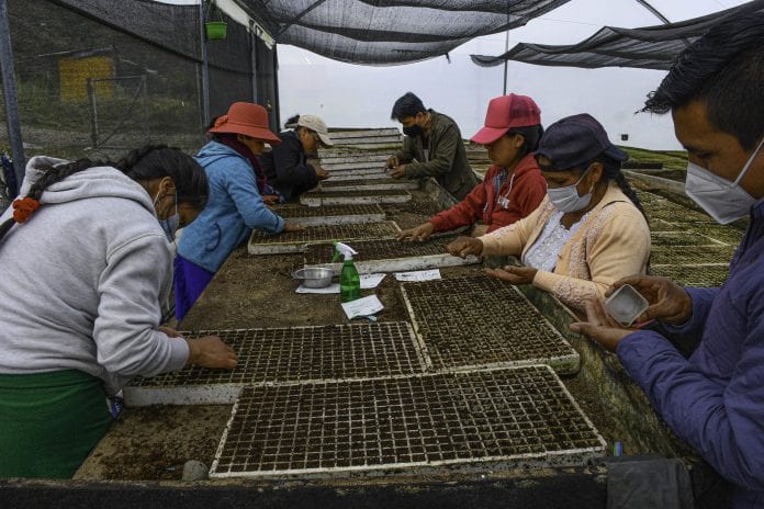 1 - 7A...3 COLES...PLANTULAS Y PLANTAS...CORTESIA...